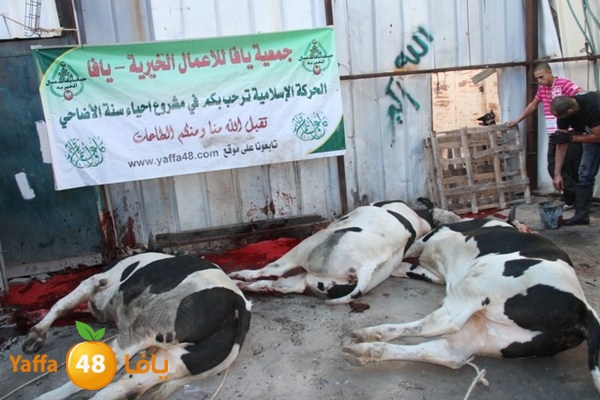 ada7y 116 n1 (11).JPG